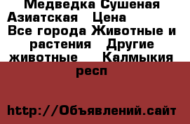 Медведка Сушеная Азиатская › Цена ­ 1 400 - Все города Животные и растения » Другие животные   . Калмыкия респ.
